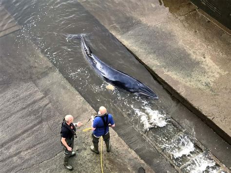 minke whale in captivity